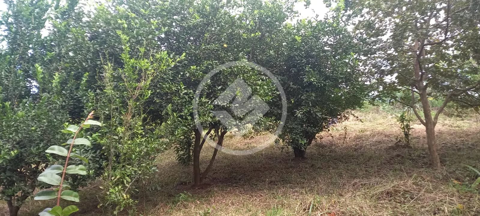 Chácara no Residencial Terra Santa, Trindade — foto 4 de 6