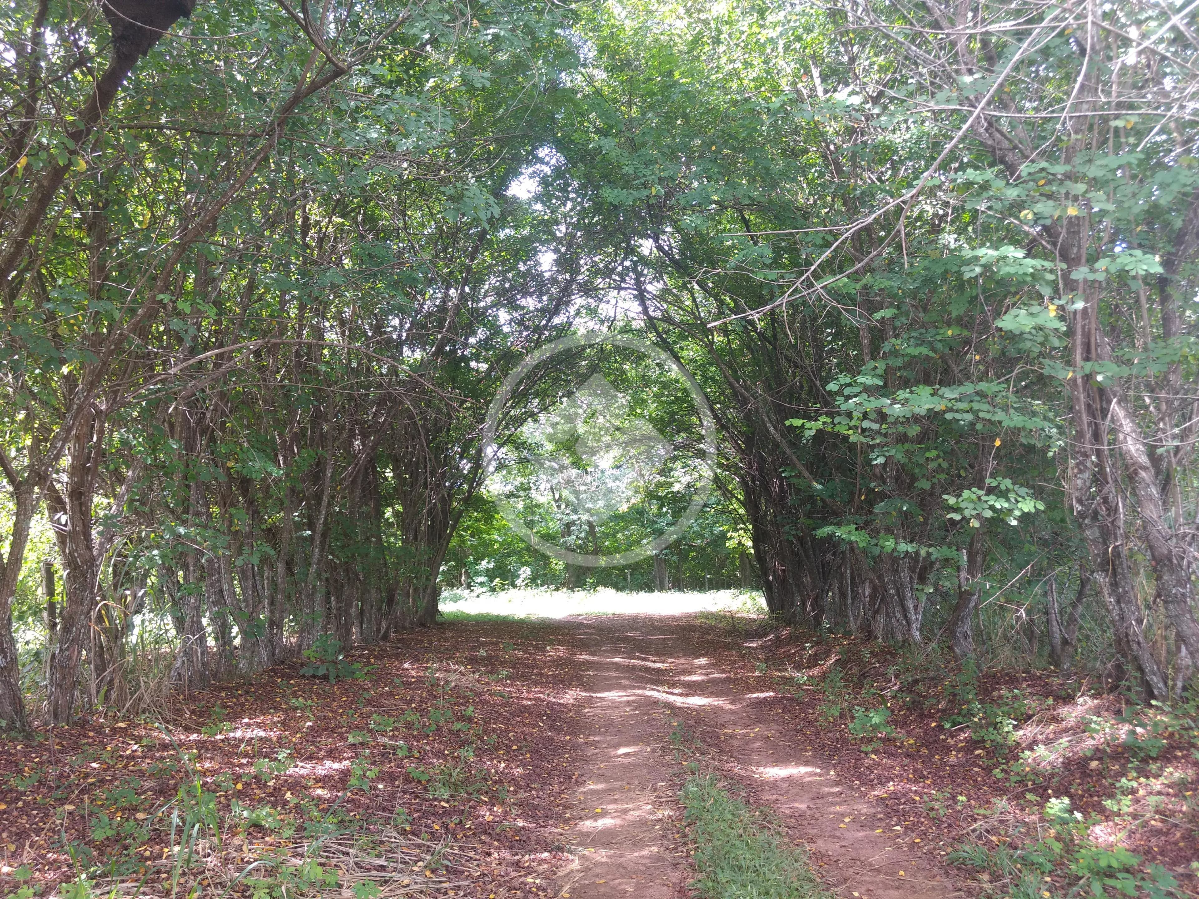 Fazenda no Zona Rural, Hidrolândia — foto 5 de 6