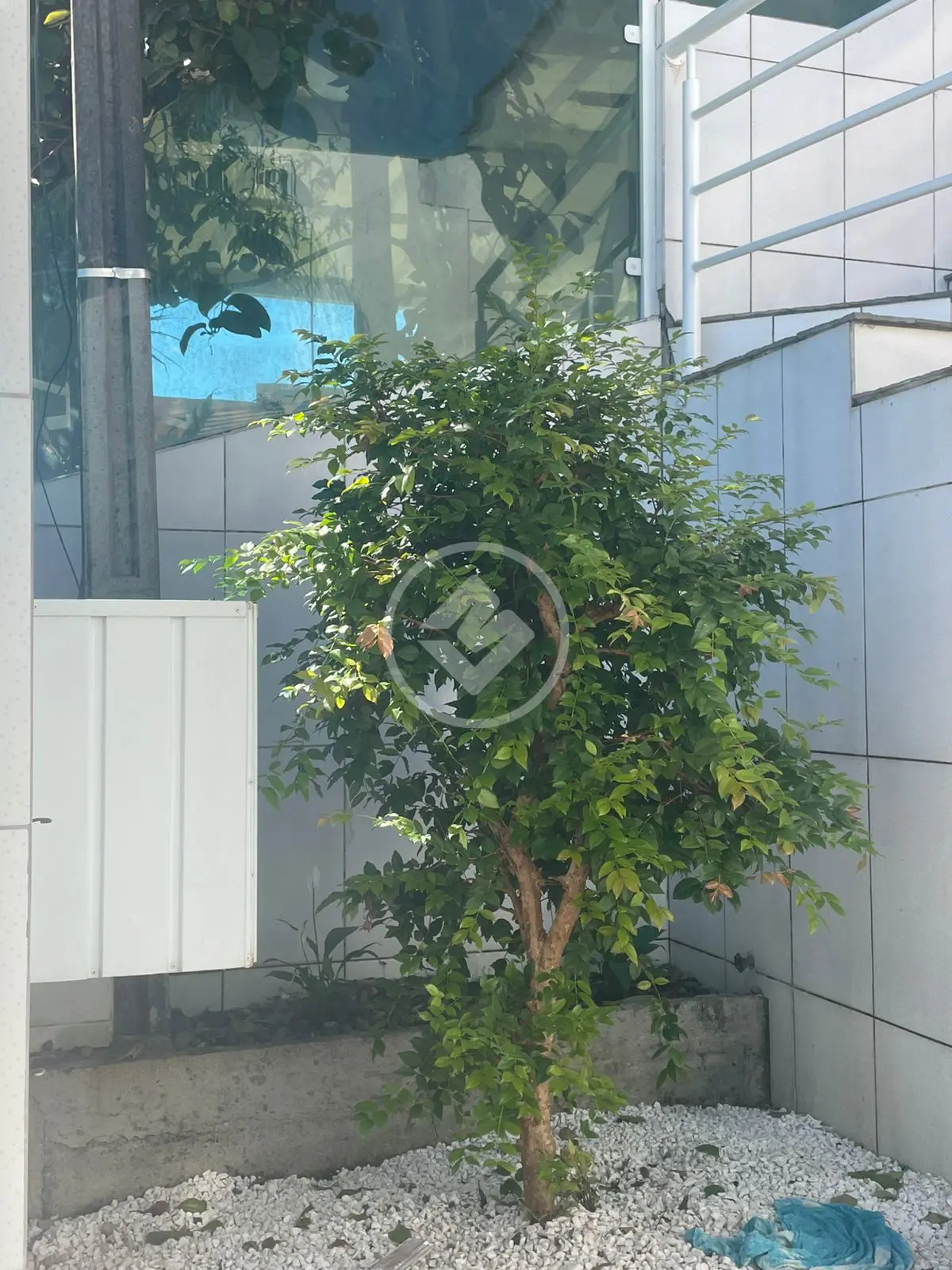 Casa 2 quartos no Forquilhas, São José — foto 5 de 6