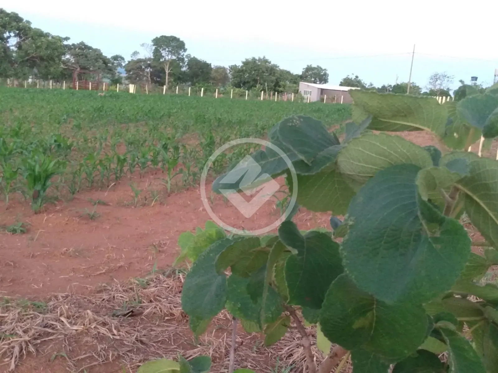 Chácara no Zona Rural, Hidrolândia — foto 4 de 6