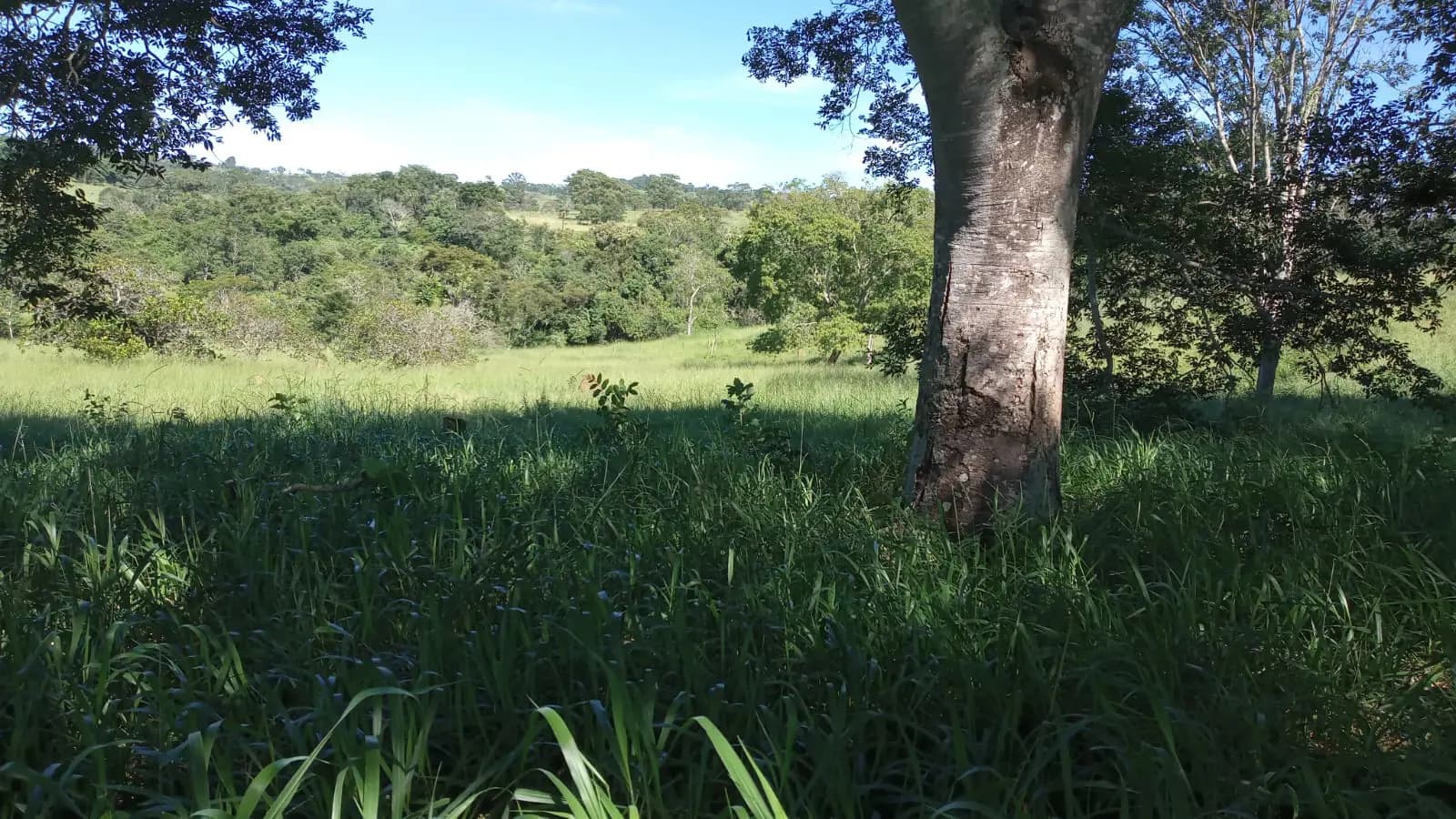Fazenda no Zona Rural, Hidrolândia — foto 5 de 6