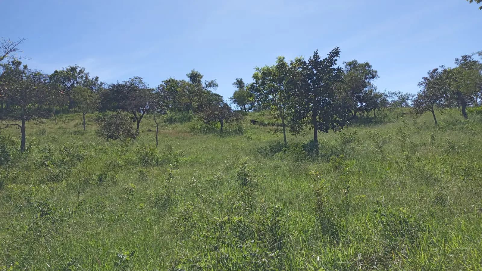 Fazenda Zona Rural, Hidrolândia - GO — foto 2
