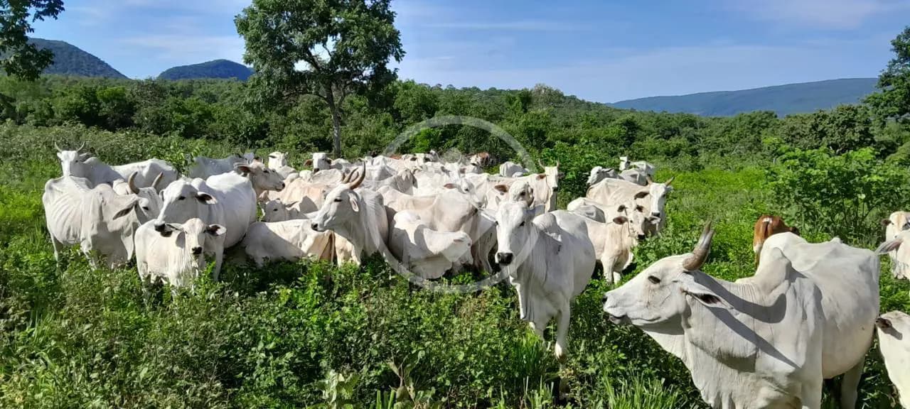 Ótima propriedade beira de asfalto