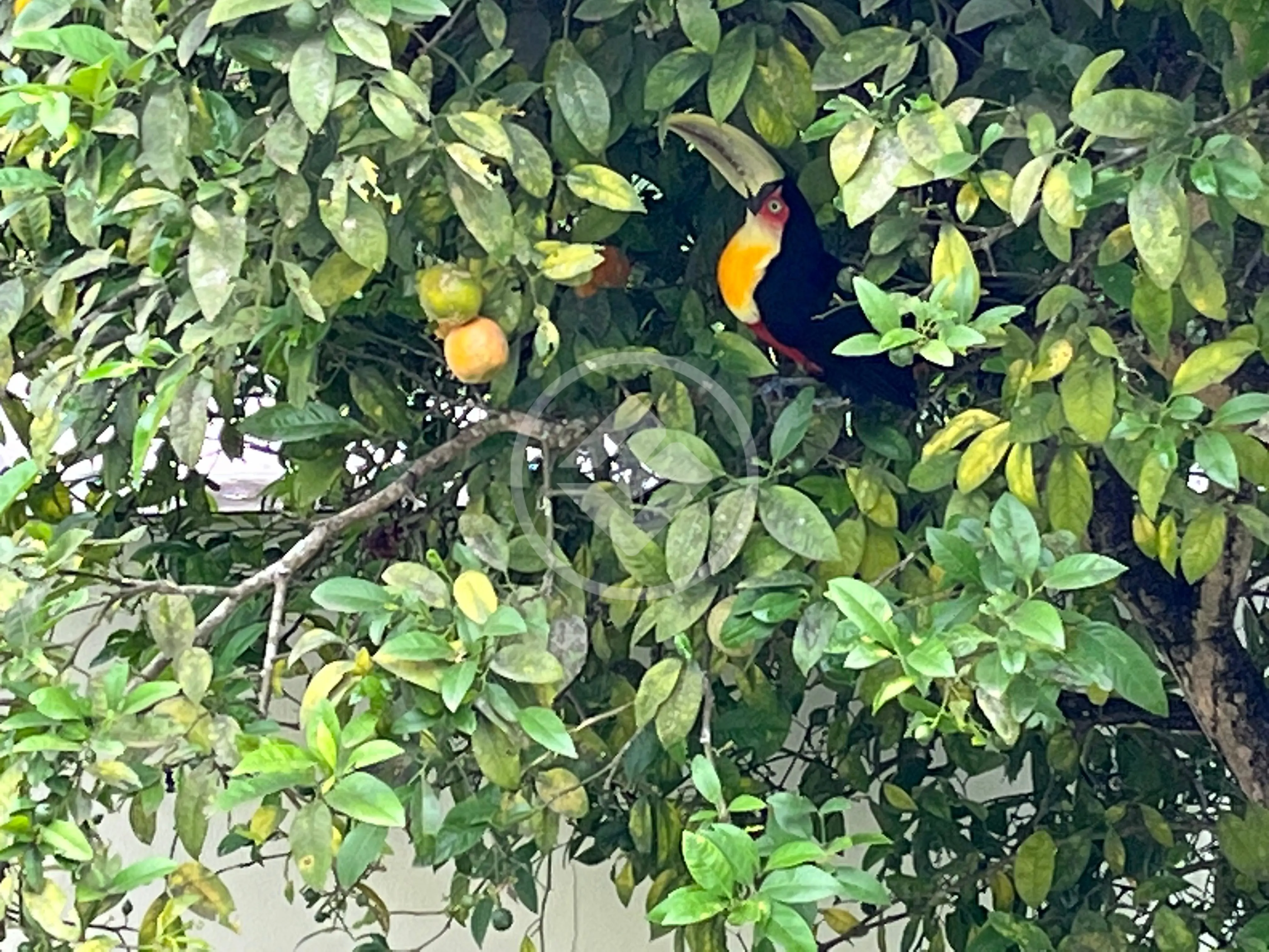 Casa Condomínio 5 quartos no Jardim Ipês, Cotia — foto 3 de 6