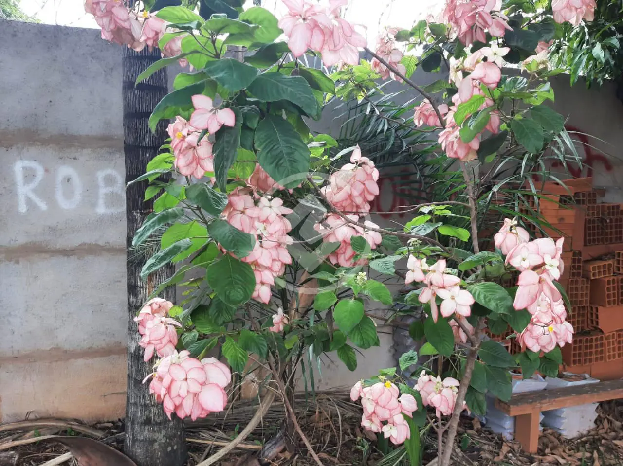 Chácara no Morada Nova, Uberlândia — foto 5 de 6
