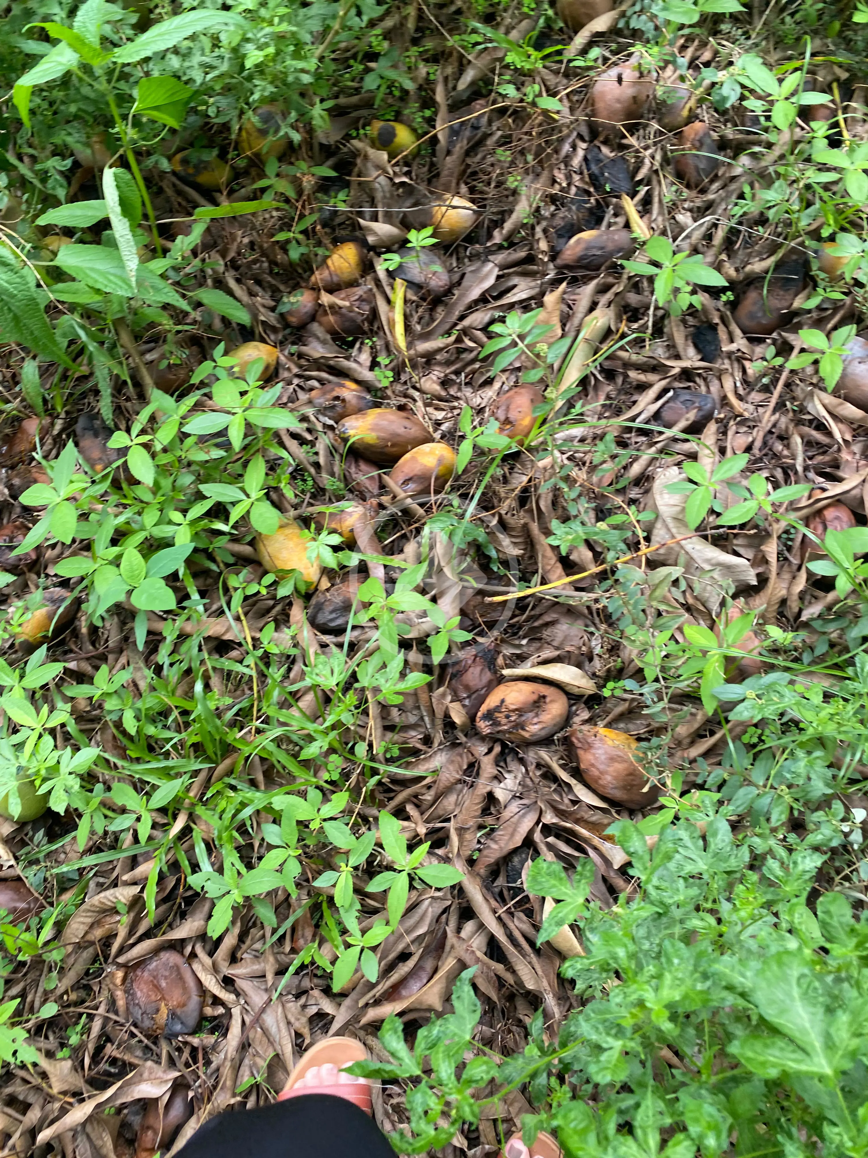 Terreno no Cidade Alta, Cuiabá — foto 4 de 6