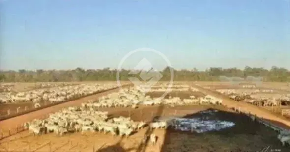 Fazenda Setor Central, Jussara - BA — foto 1