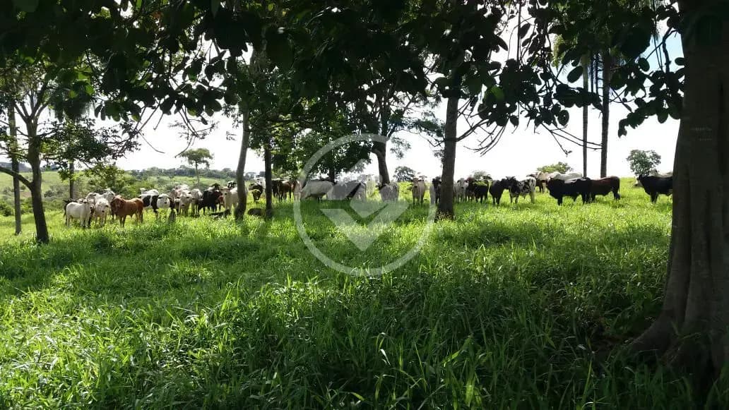 Fazenda no PARQUE INDUSTRIAL VETORASSO, Rondonópolis — foto 6 de 6