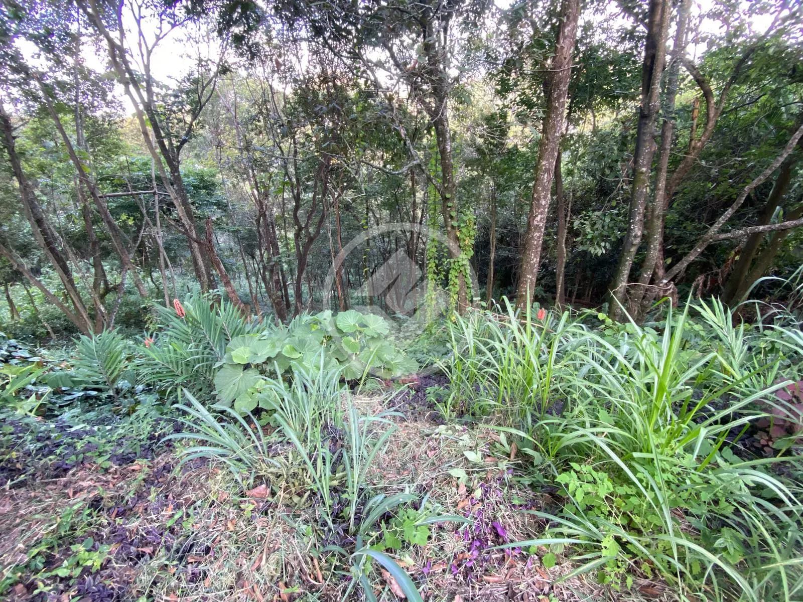 Terreno Condomínio no Estância Serrana, Nova Lima — foto 4 de 4