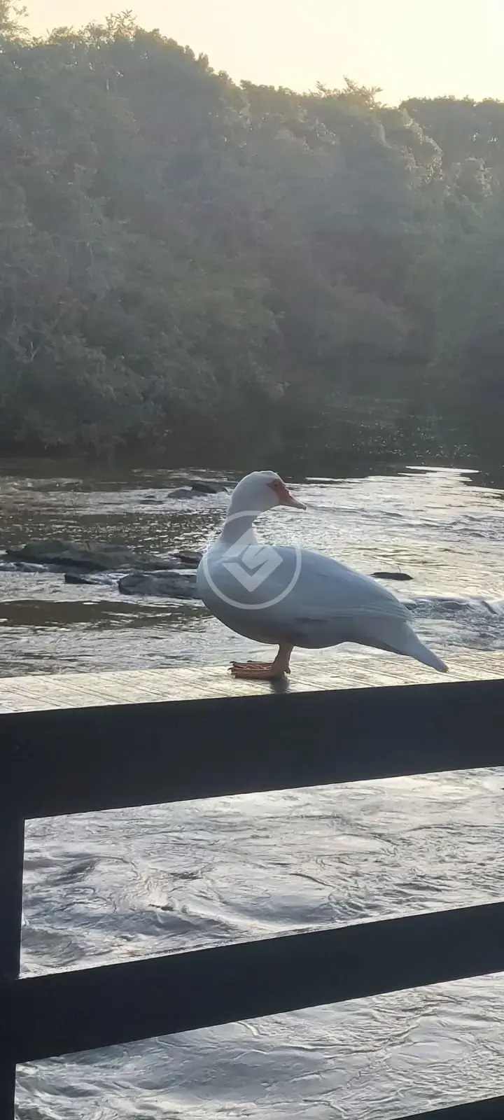 Sítio no Centro, Rio Quente — foto 5 de 6