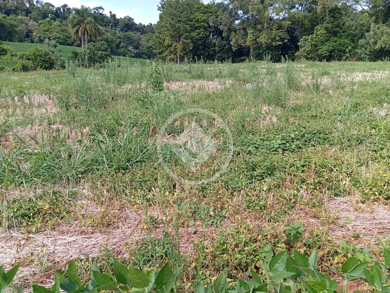 Chácara no São Salvador, Cascavel — foto 3 de 5