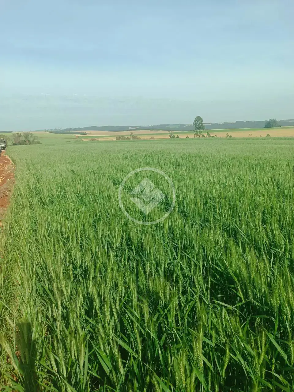 Chácara São João d'Oeste, Cascavel - PR — foto 1