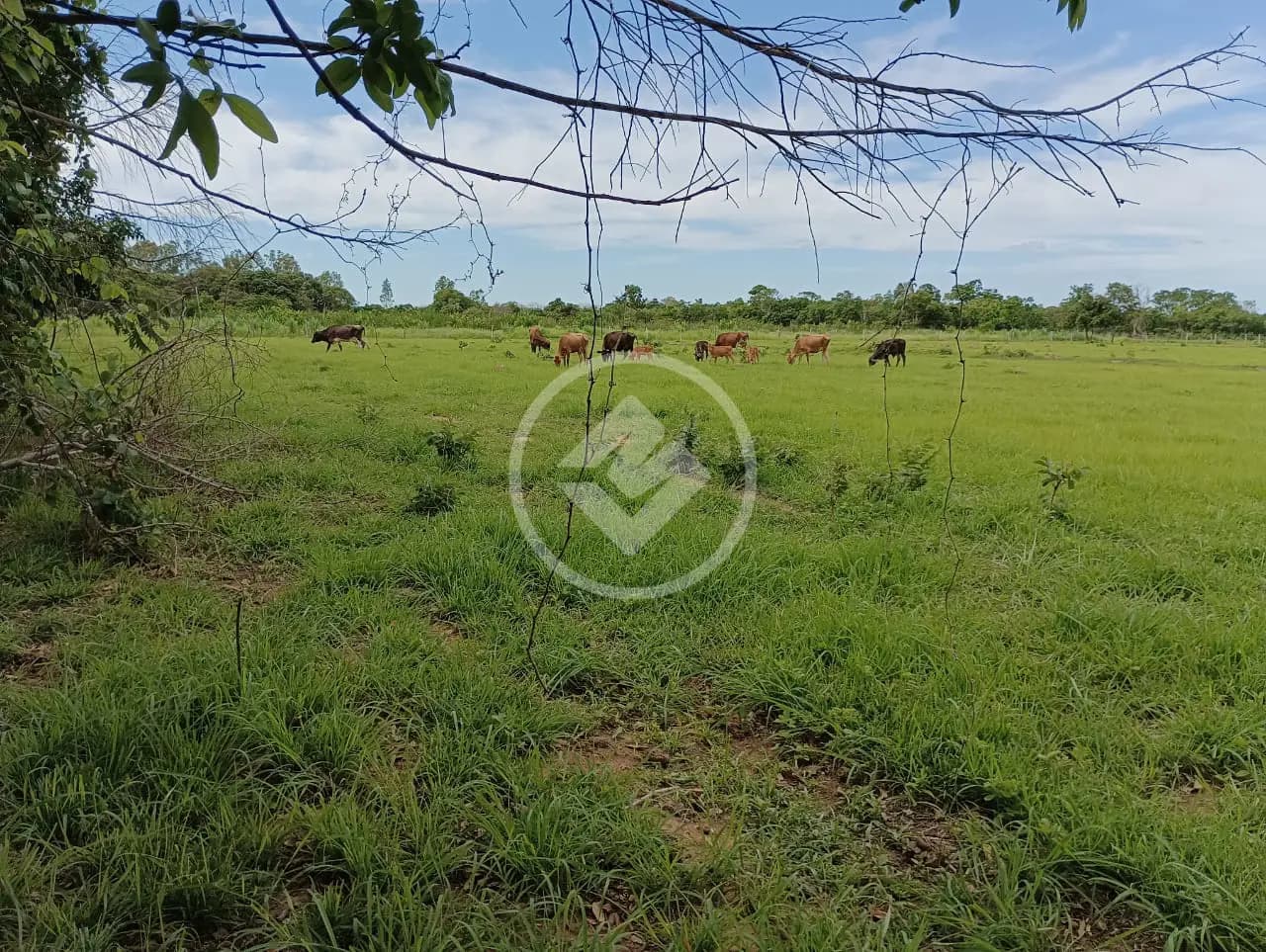 Sítio 3 quartos no ZONA RURAL, Cuiabá — foto 6 de 6