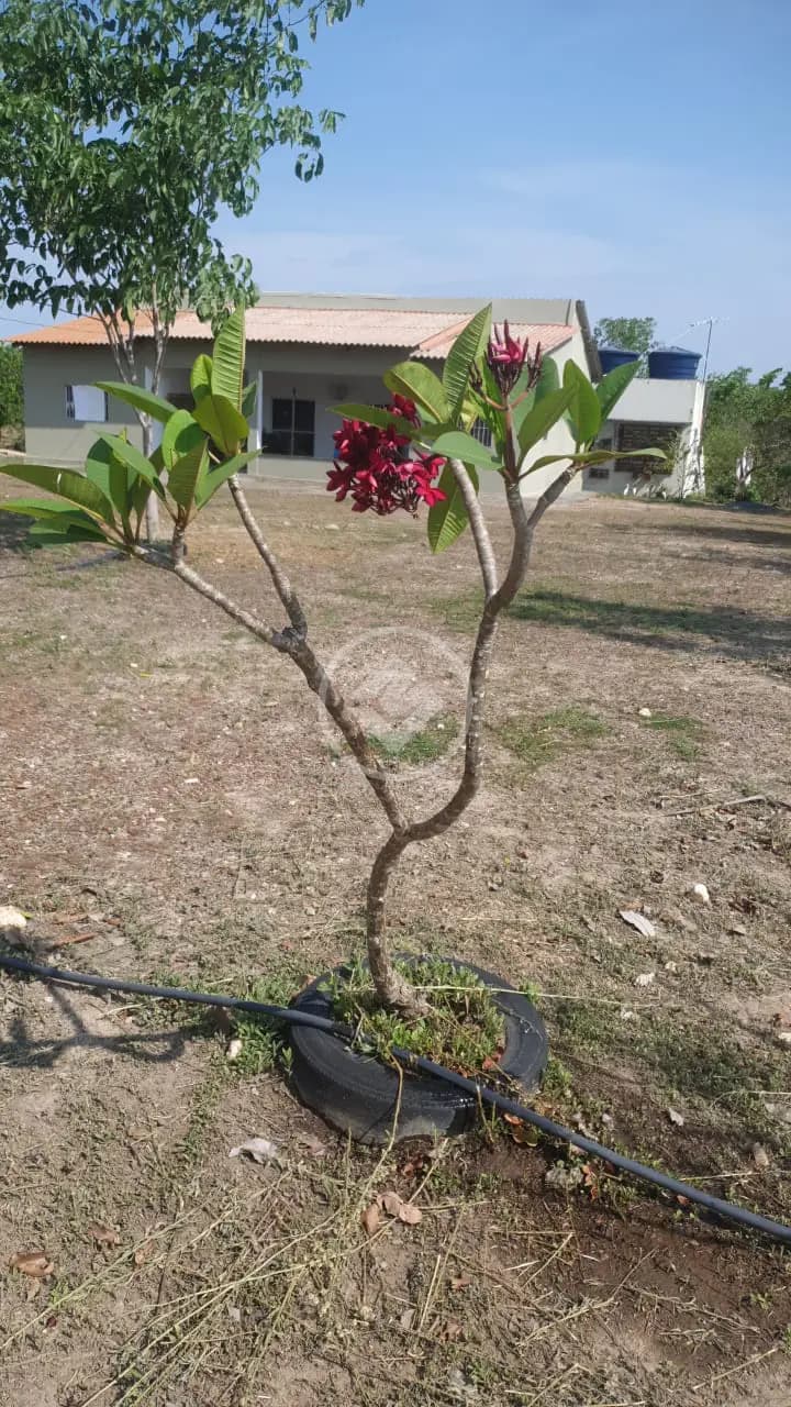 Chácara 4 quartos no Área Rural de Cuiabá, Cuiabá — foto 3 de 6