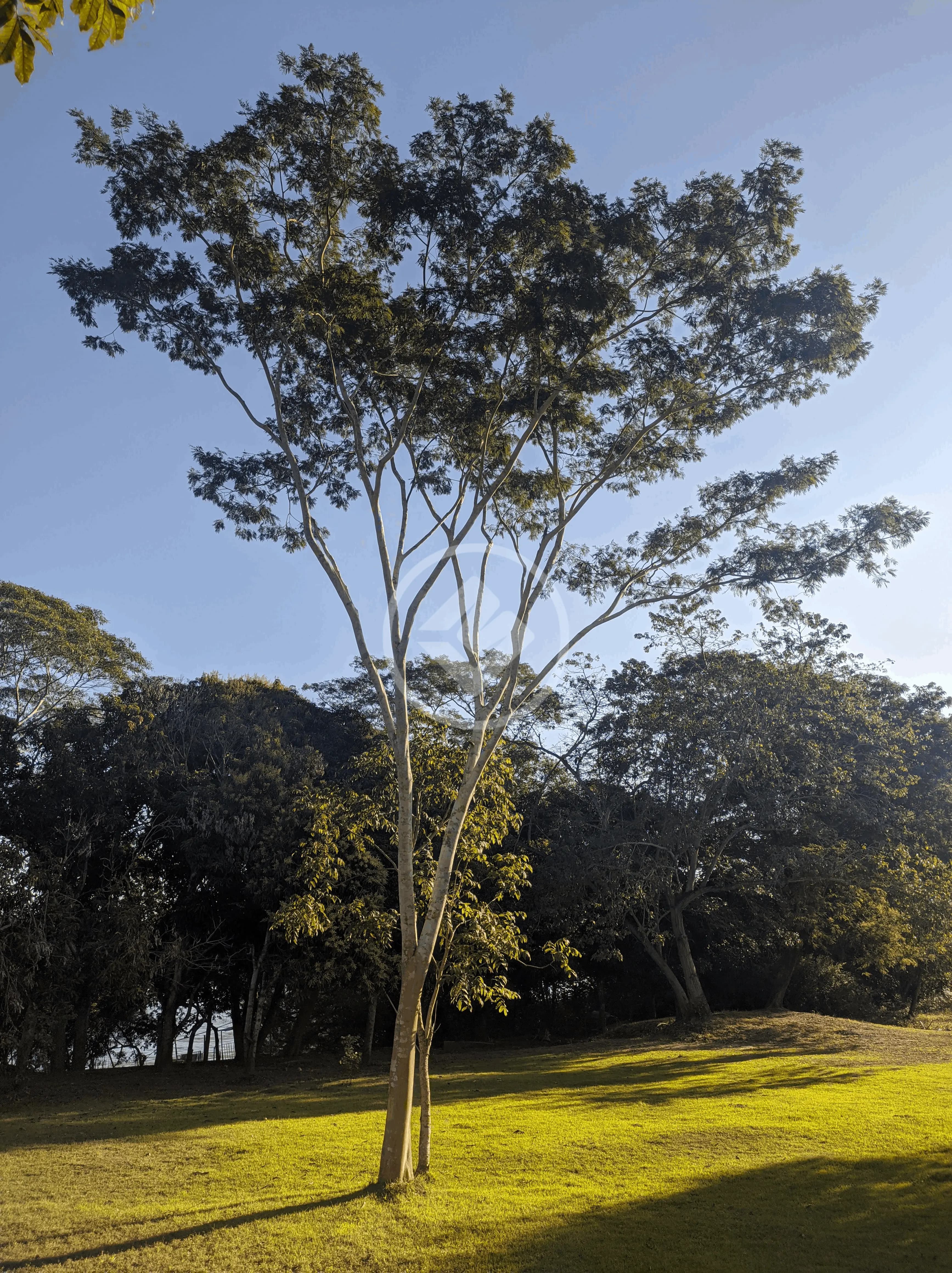 Chácara 2 quartos no NOVO TEMPO, Cuiabá — foto 4 de 6