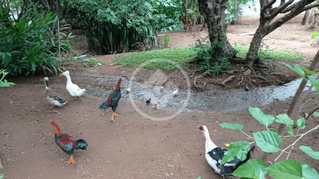 Chácara no Setor Central, Hidrolândia — foto 3 de 6