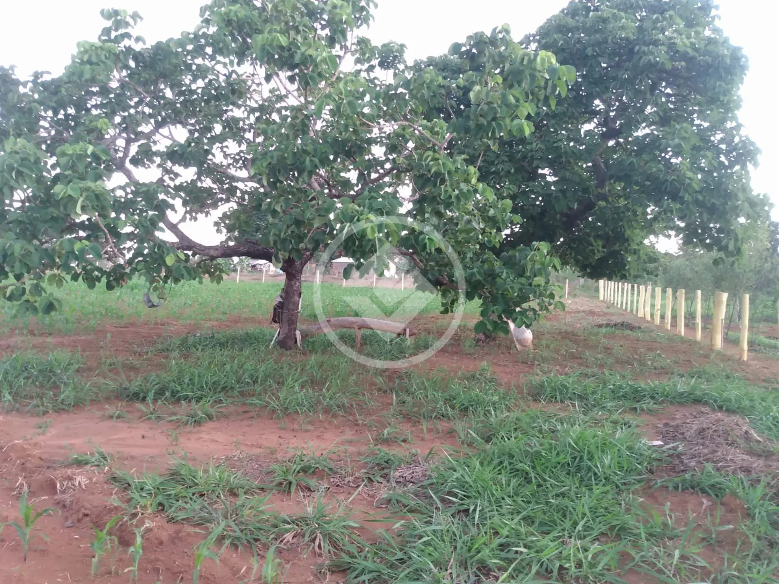 Chácara no Zona Rural, Hidrolândia — foto 2 de 6