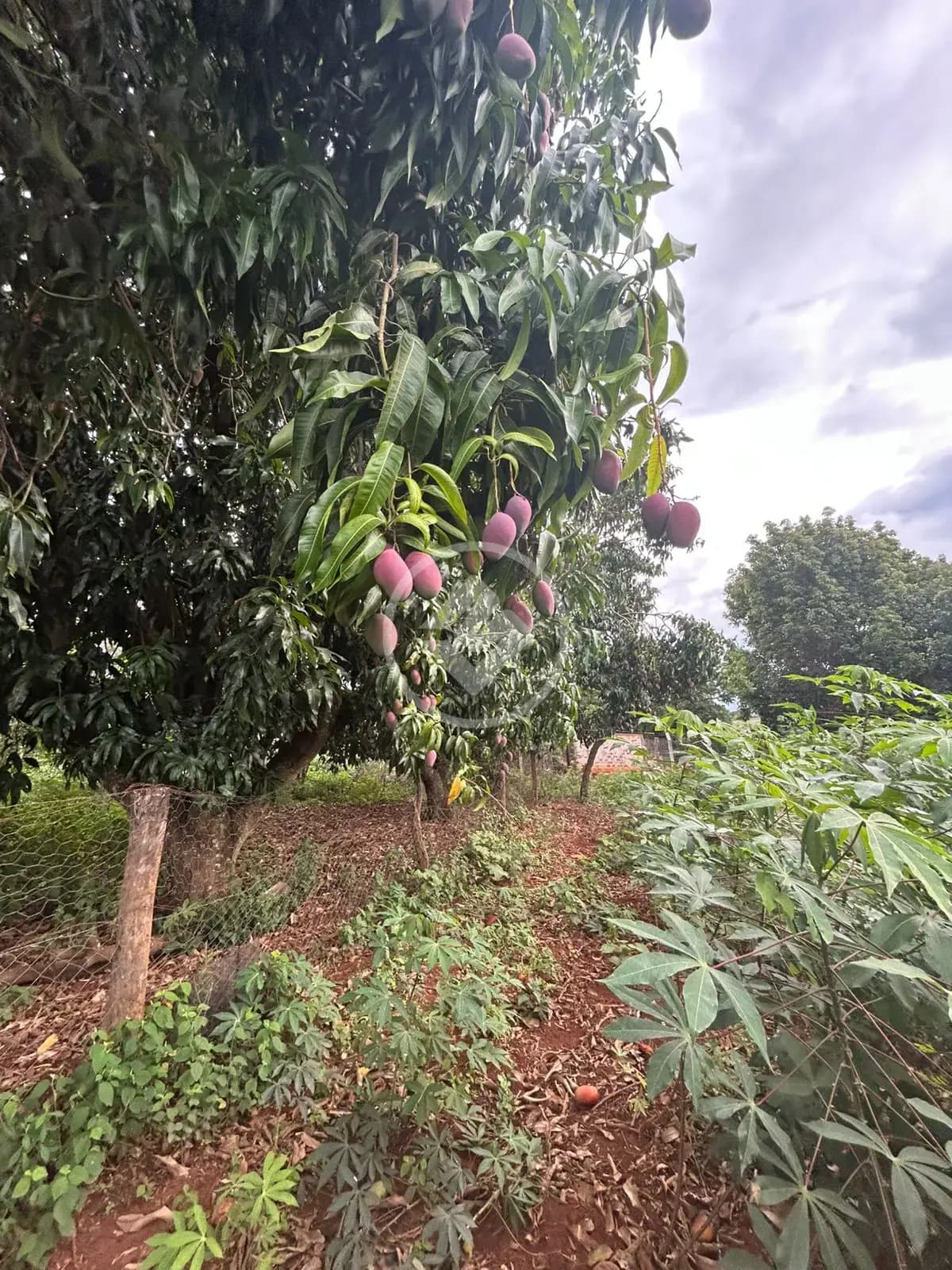 Chácara no Savana, Hidrolândia — foto 3 de 6