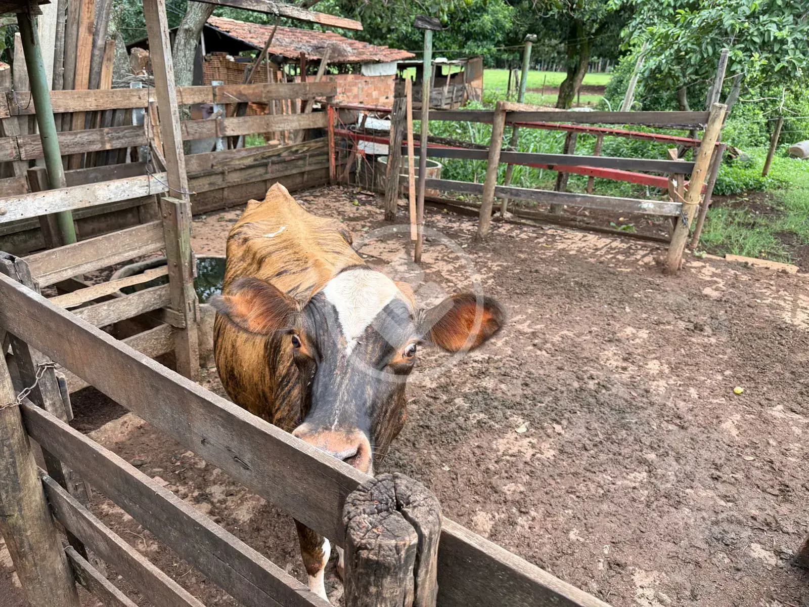 Chácara Zona Rural, Hidrolândia - GO — foto 2