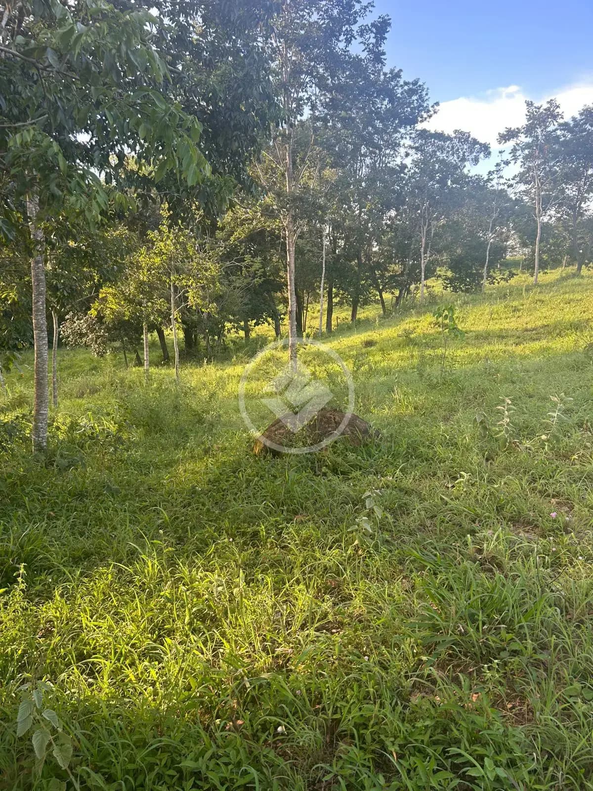 Chácara no santa maria, Hidrolândia — foto 5 de 6
