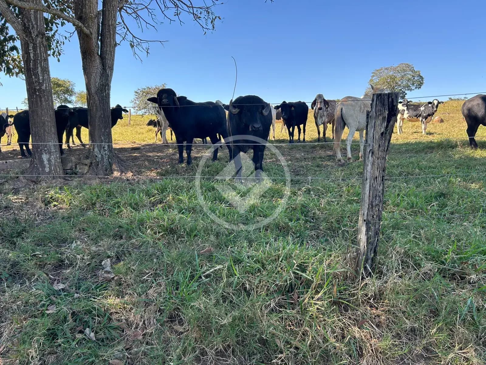 Fazenda no Zona Rural, Professor Jamil — foto 4 de 6