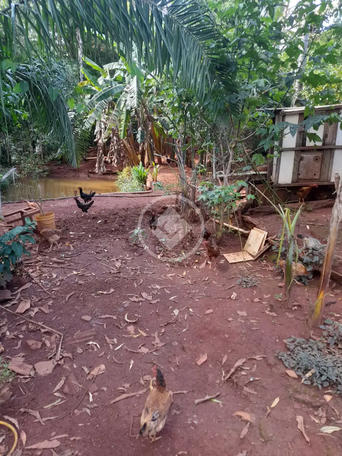 Chácara no Zona Rural, Bela Vista de Goiás — foto 5 de 6