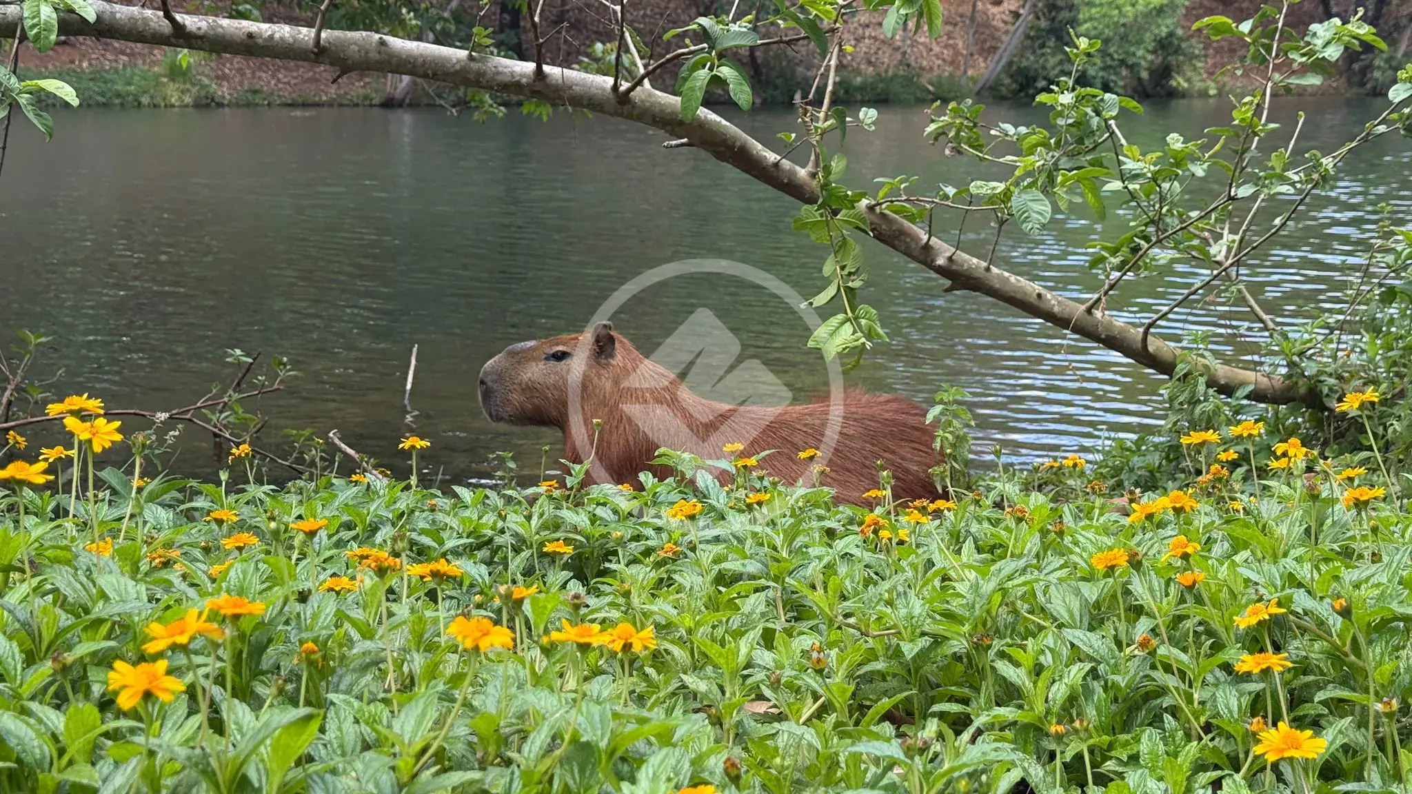 Terreno Condomínio Condados da Lagoa, Lagoa Santa - MG — foto 1
