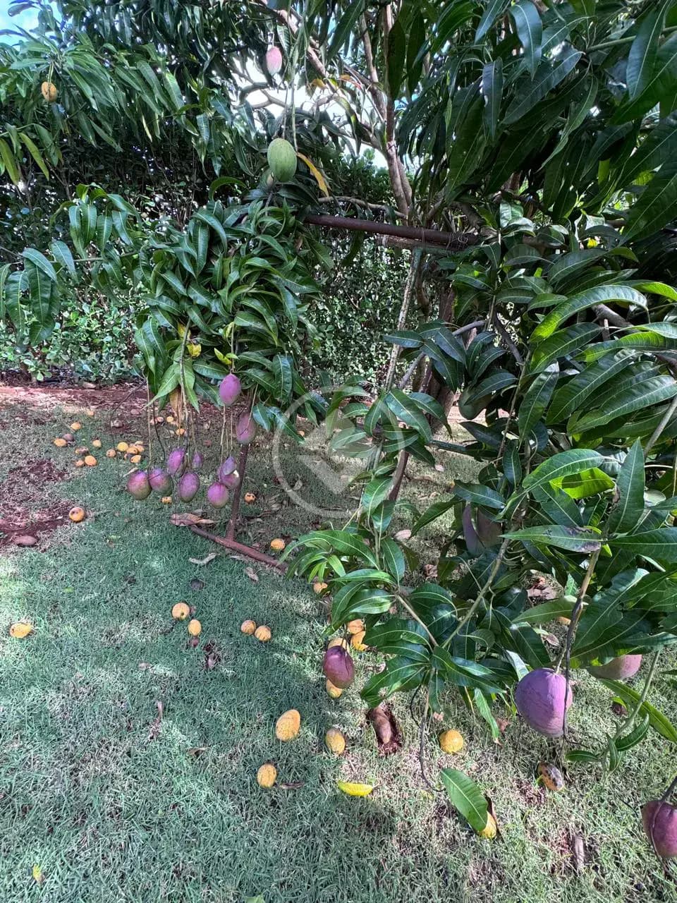 Terreno Condomínio no Condomínio Alto da Boa Vista, Senador Canedo — foto 4 de 6