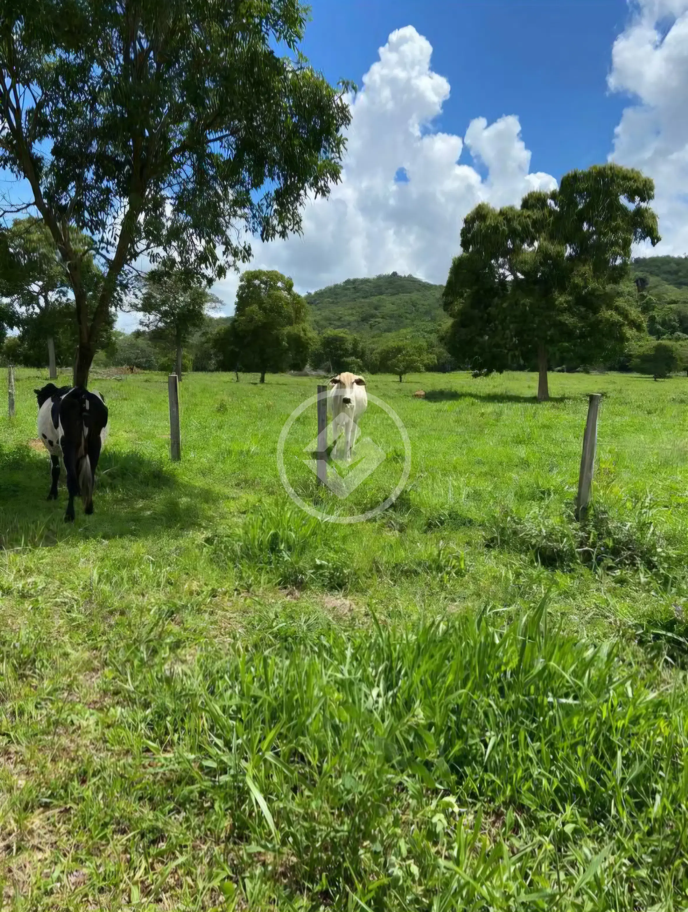 Fazenda Fazenda Nova, Fazenda Nova - GO — foto 1