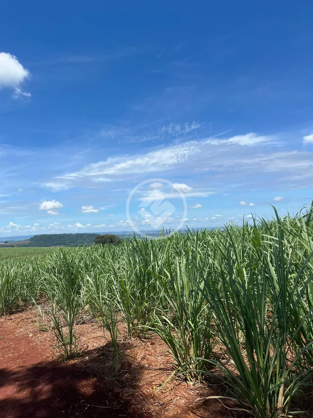 Fazenda a venda cana Ribeirao Preto Jardinopolis dupla aptidão 137.87 ha 56.9 alqueires