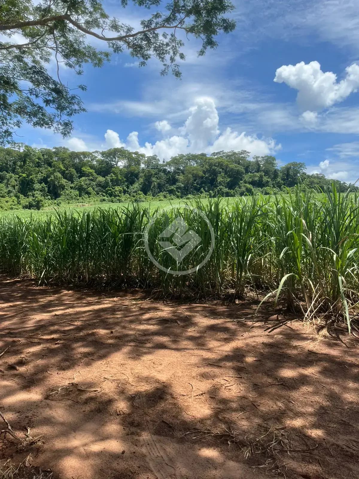 Fazenda no Centro, Jardinópolis — foto 4 de 4