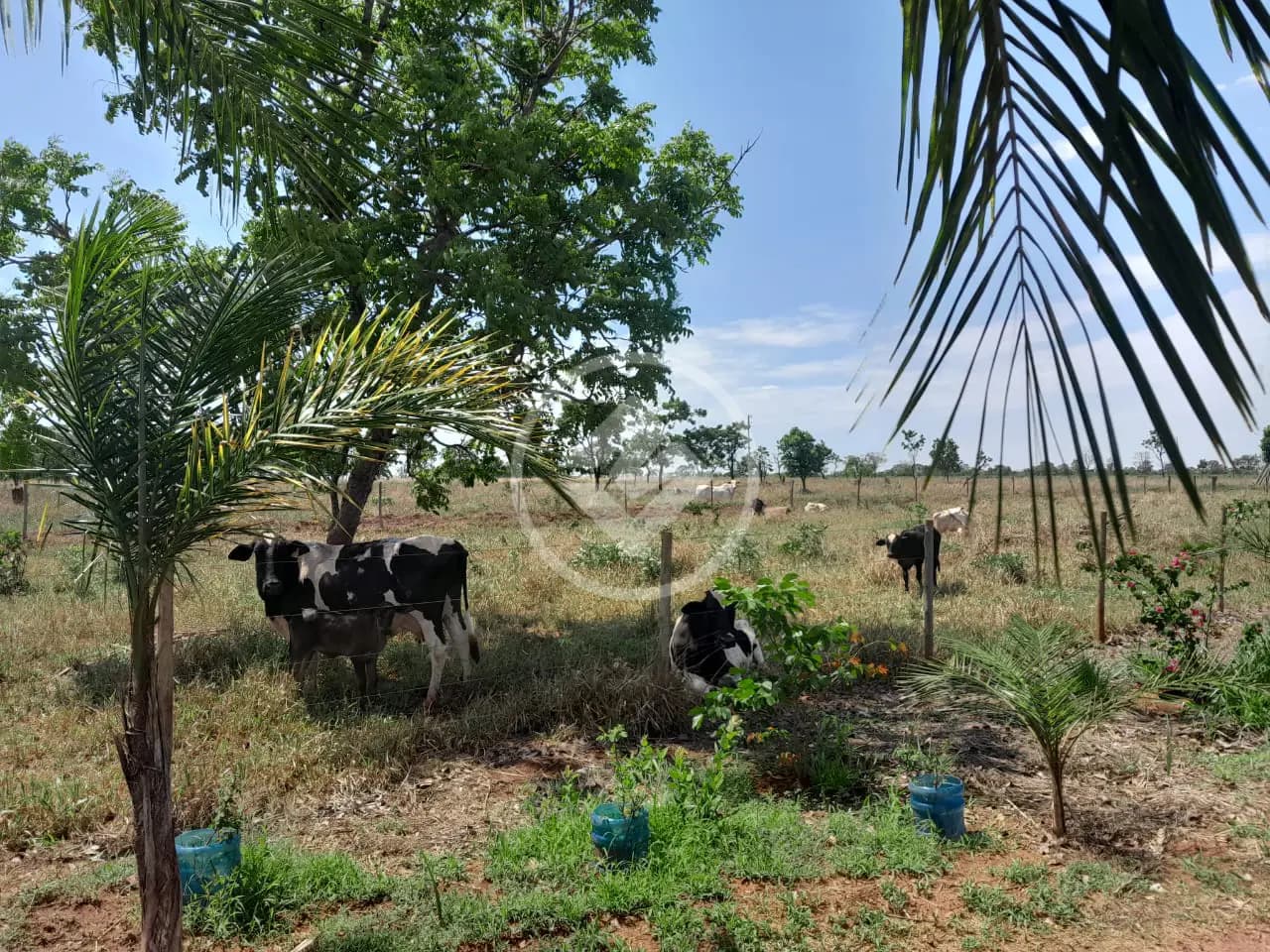 Sítio no Área Rural de Uberlândia, Uberlândia — foto 5 de 6