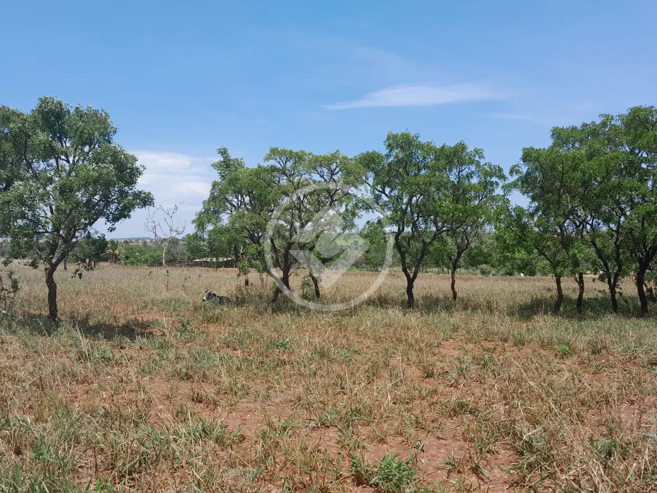 Sítio no Área Rural de Uberlândia, Uberlândia — foto 3 de 6