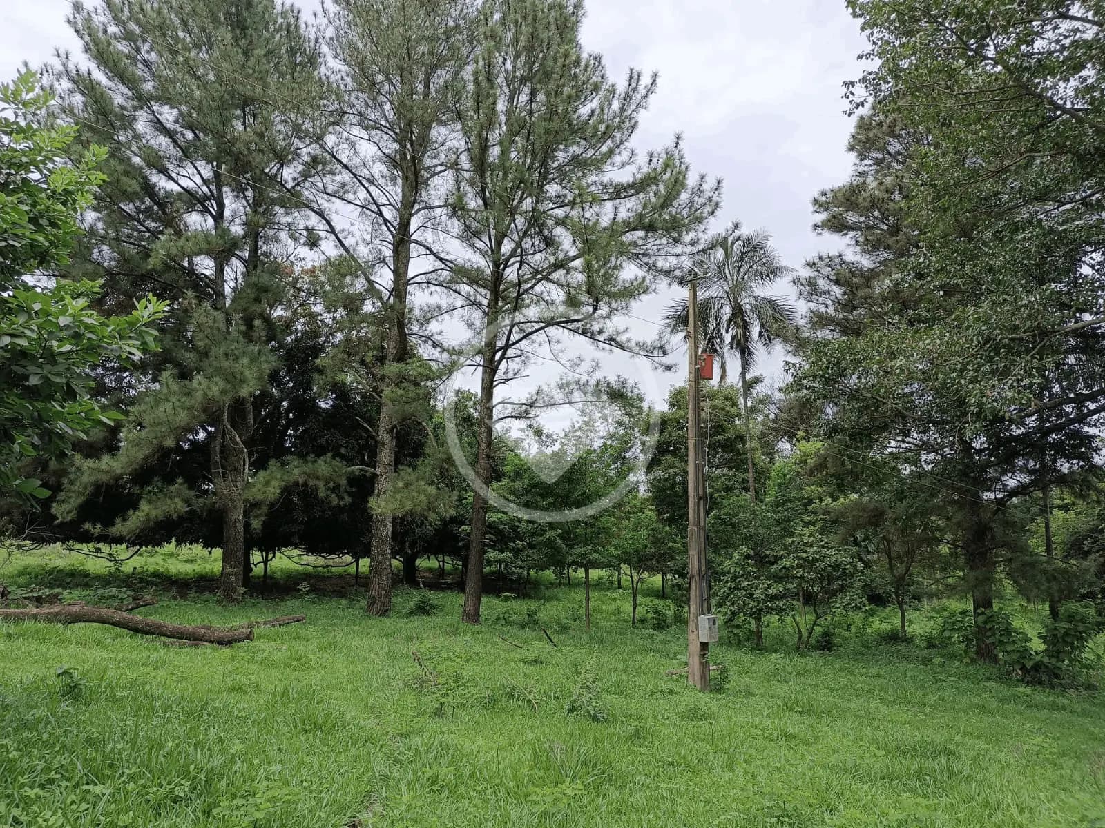 Sítio no Zona Rural, Monte Alegre de Minas — foto 4 de 6