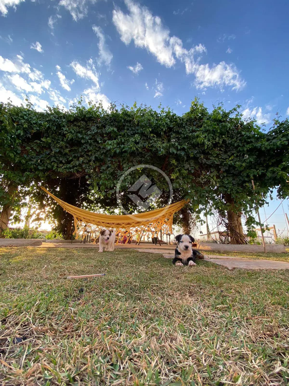 Chácara 6 quartos no Área Rural de Uberlândia, Uberlândia — foto 5 de 6
