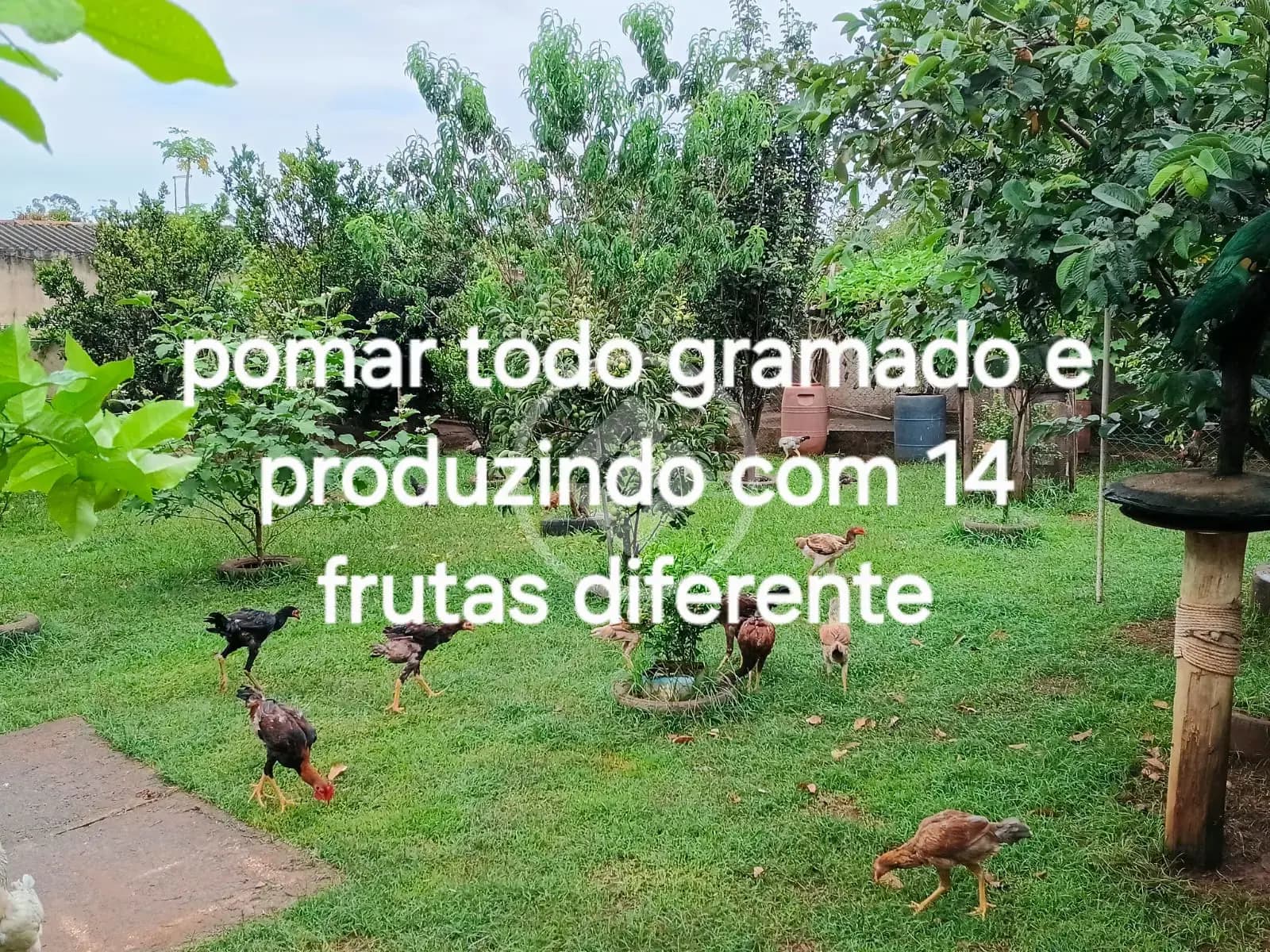 Chácara 3 quartos no Valparaíso, Uberlândia — foto 4 de 6