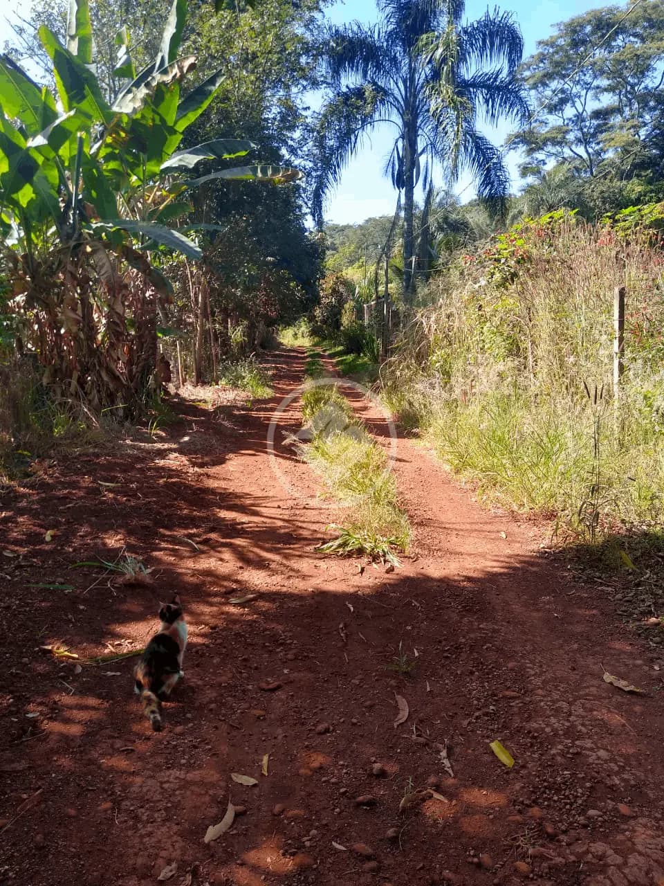 Chácara no Área Rural de Uberlândia, Uberlândia — foto 5 de 6