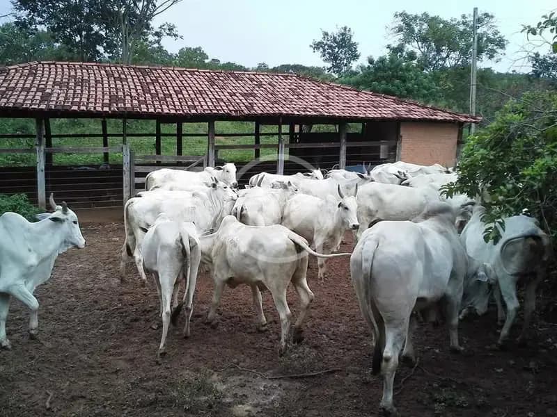 Fazenda no Zona Rural, Abadia dos Dourados — foto 6 de 6