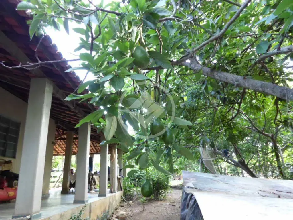 Fazenda no Zona Rural, Abadia dos Dourados — foto 4 de 6